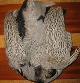 ����� ����������� ������ silver pheasant  body skin # 2 natural Veniard